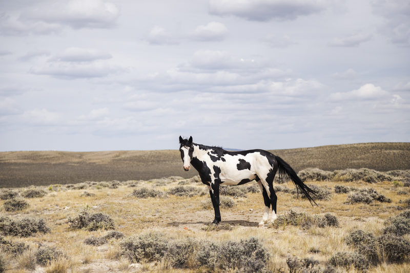 Black and white paint horse standing in high desert sagebrush